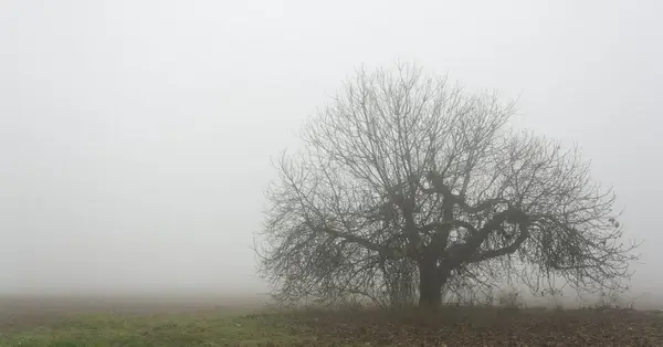 tardor