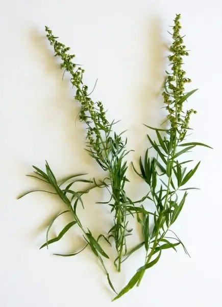 tarragon spice herbs