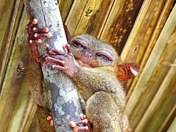tarsier monkey