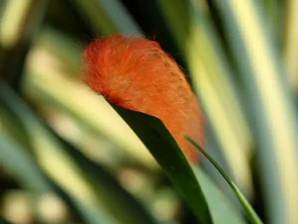 taturana brazil caterpillar
