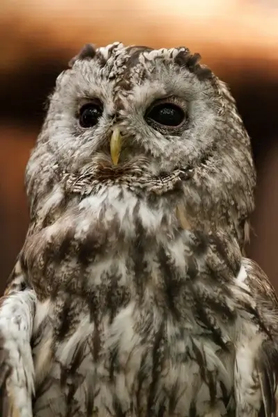 tawny owl