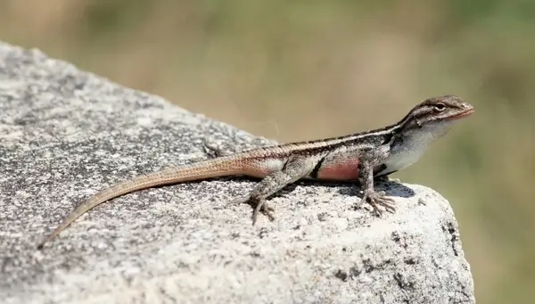 texas rose-bellied lizard rock macro