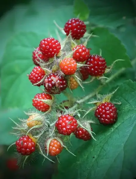 texter mountain nature preserve revisited 13