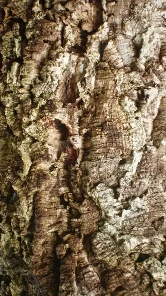 texture cork tree bark