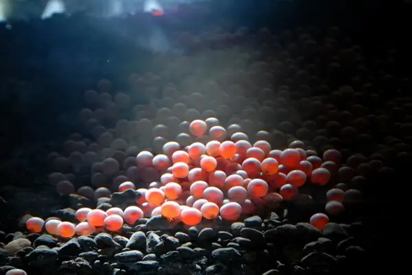 tfc salmon eggs