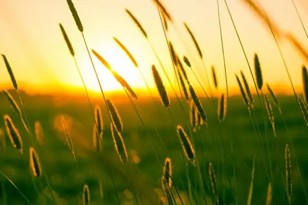 that sweet summer feeling