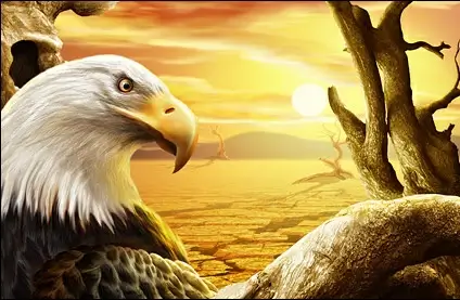 the eagle under Sunset