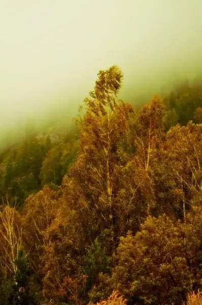 the fog and the forest