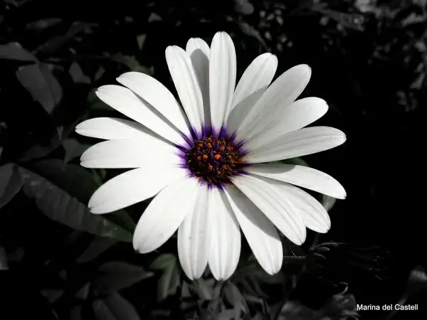 the fragant daisy