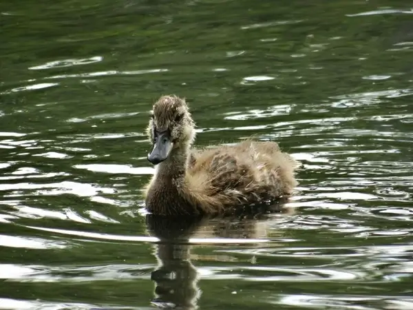 the fuzzy little duckling