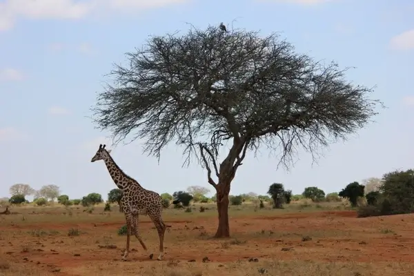 the giraffe safari kenya