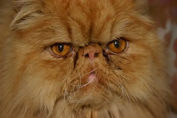 the grumpiest cat alive