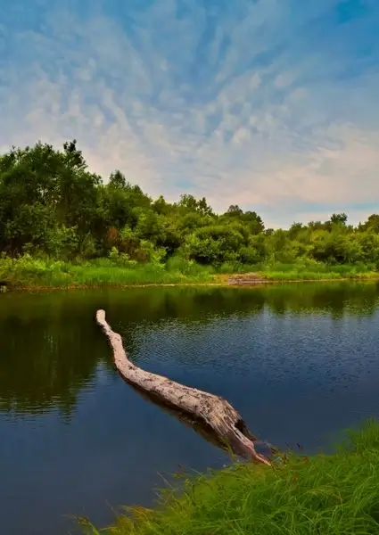the log in the water