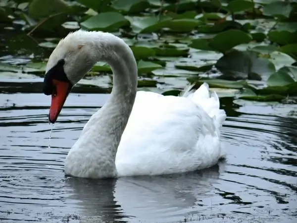 the lovely swan