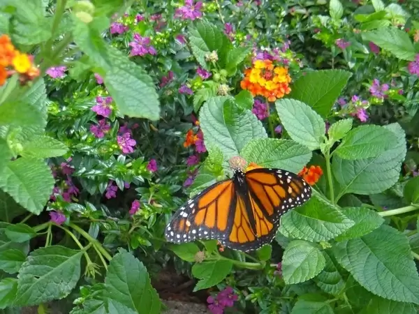 the monarch