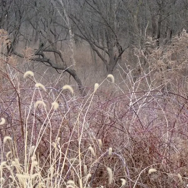the muted colors of early spring 