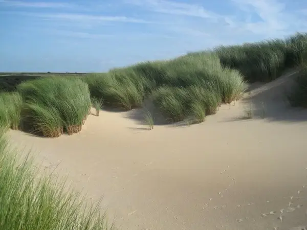 the netherlands marram grass plants