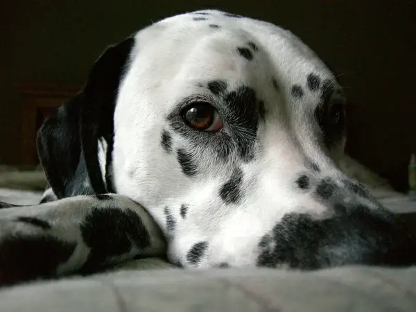 the perfect dog