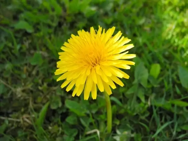the sunshine weed