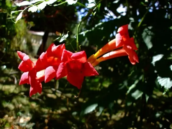 the trumpet vine