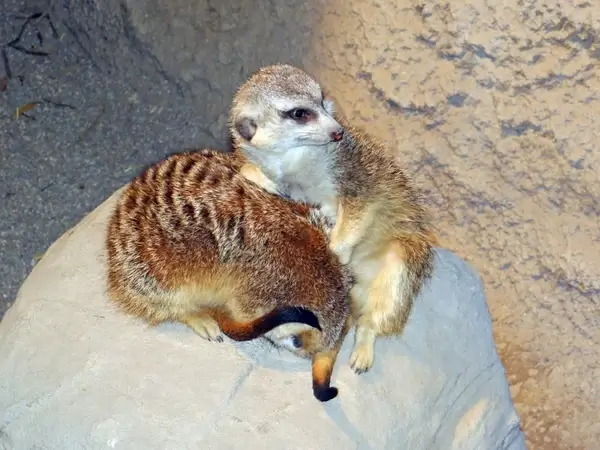the two meerkats