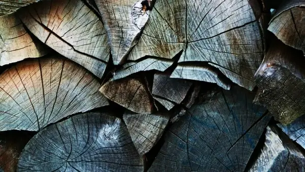 the wood