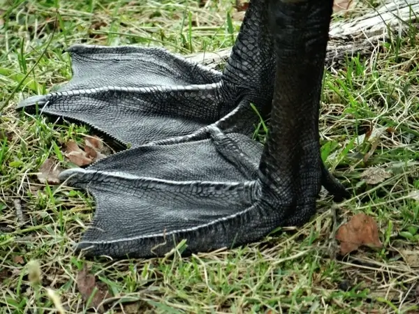 them some big feet mr goose