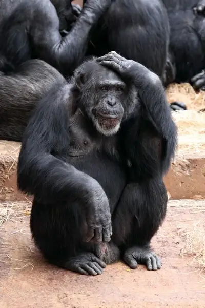 thinking monkey