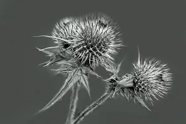 thistle