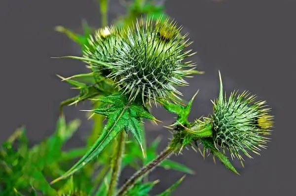 thistle