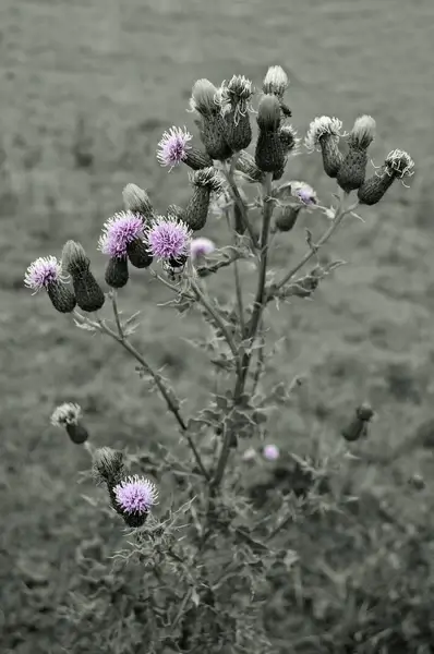 thistle