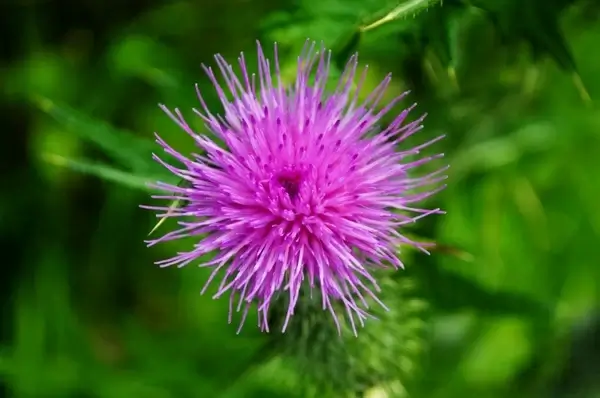 thistle