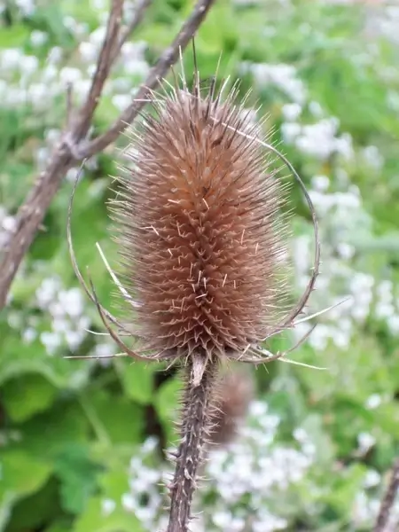 thistle