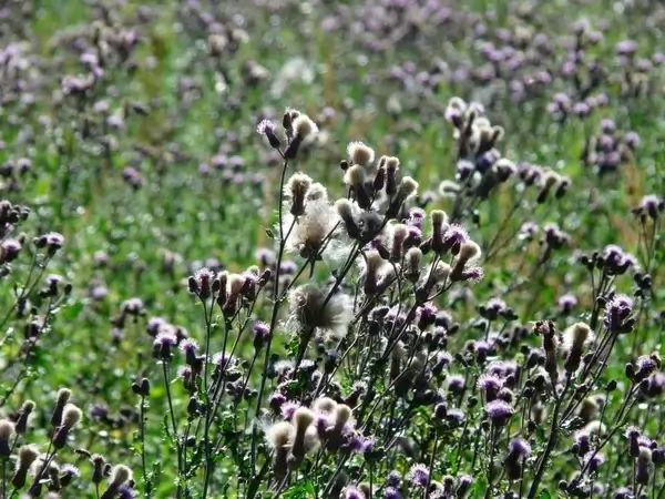 thistle acker thistle creeping thistle