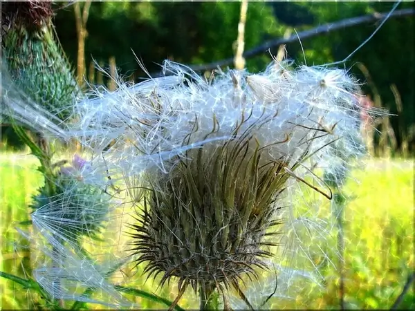 thistle close prickly summer meadow nature