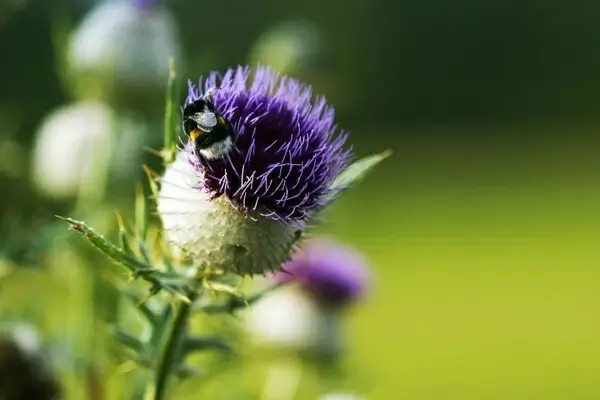 thistle with bumblebee
