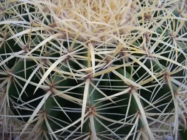 thorns