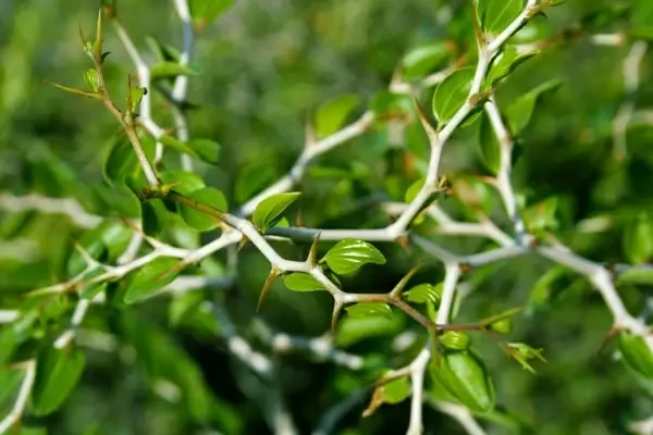 thorny plant