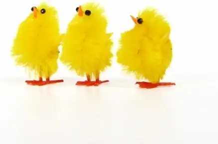 three chicks