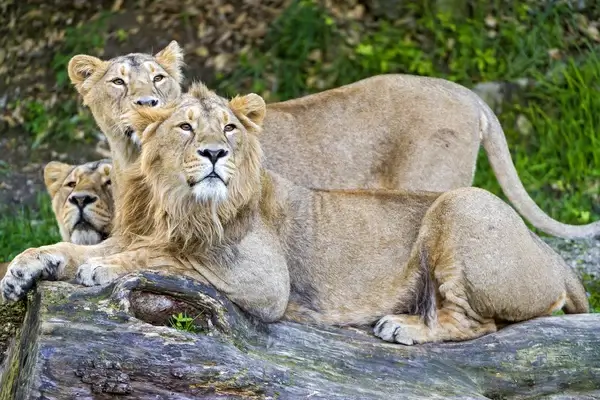 three lions