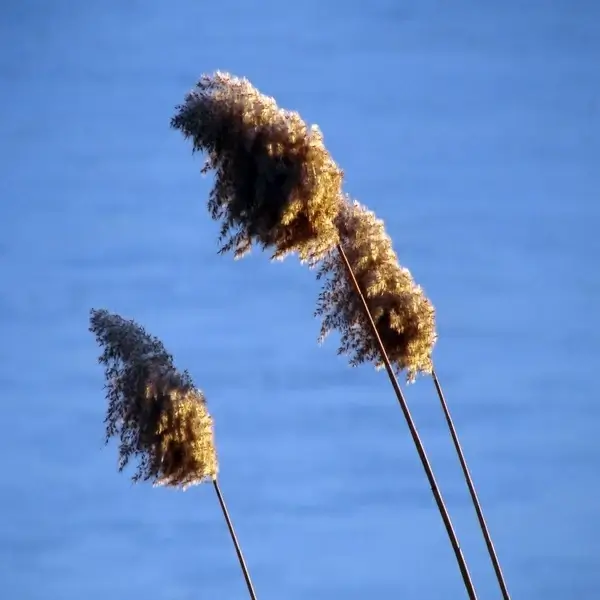 three stand alone 