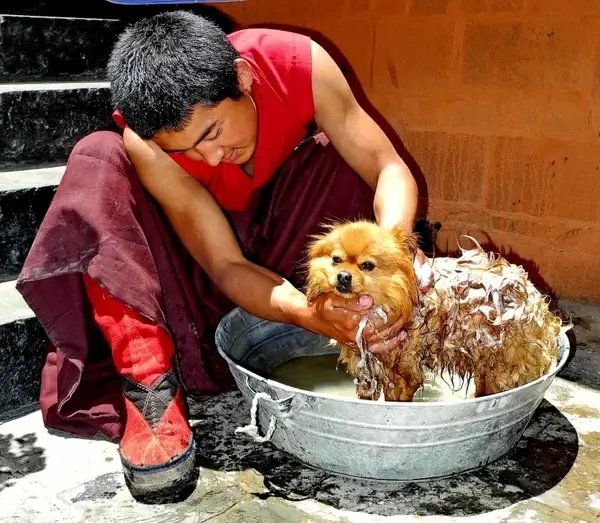 tibet man dog 
