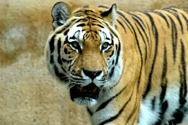 tiger