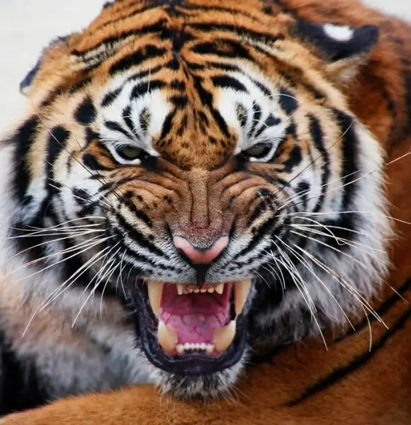 tiger avatar 04 hd pictures