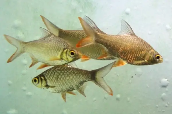 tinfoil barb