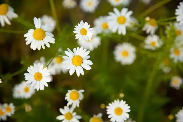 tiny chamomile flowers