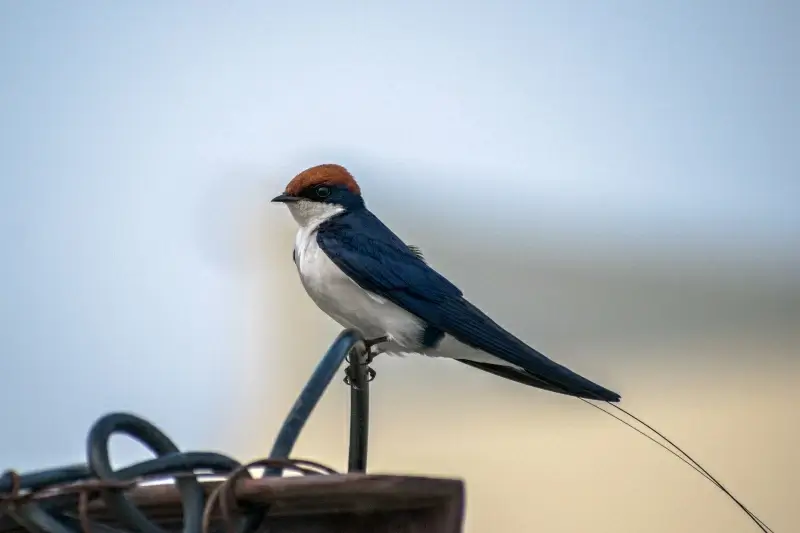 tiny swallow picture cute closeup