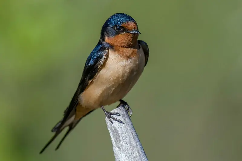 tiny swallow picture cute closeup elegance
