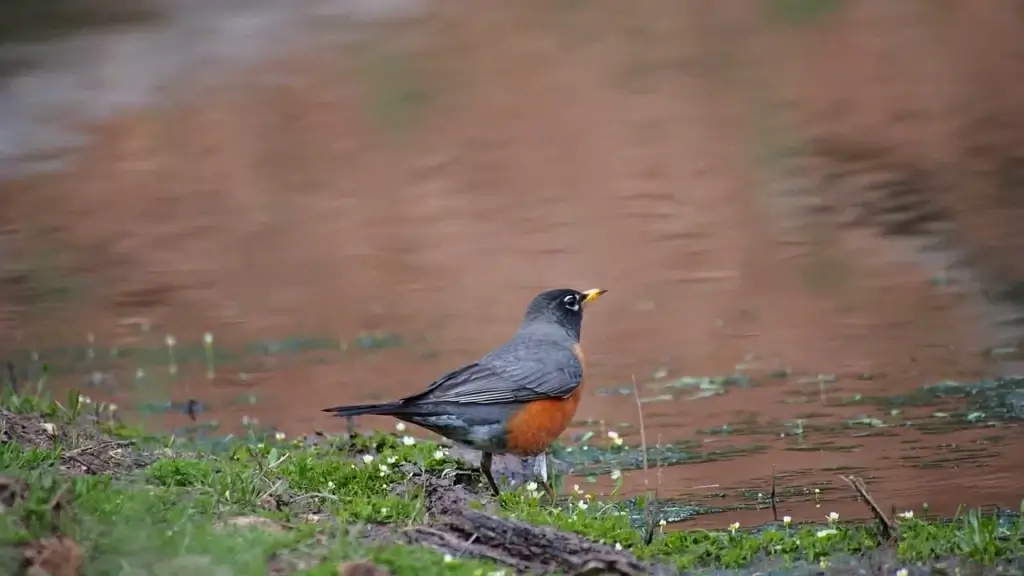 tiny wild bird searching for food in nature