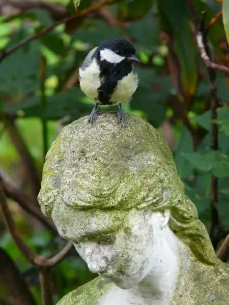 tit parus major fig